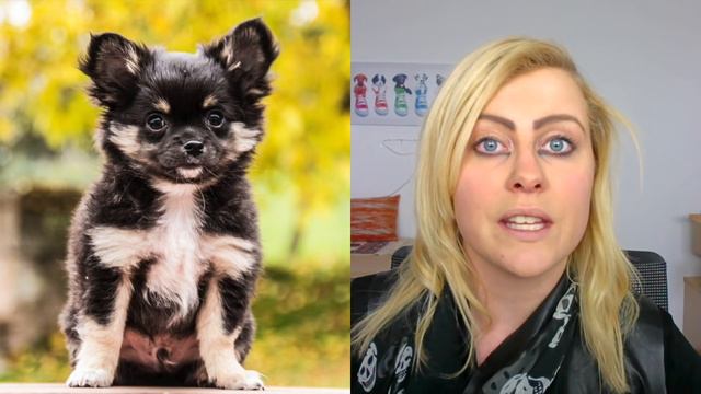 Breed Information - Lhasa Apso, Chihuahua, Silky terrier and Tenterfield Terrier! 🐶 #BREEDVLOG01 смотреть онлайн
