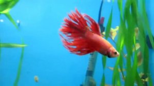 Аквариумная рыбка петушок  Содержание, уход/ Для новичков очень полезно