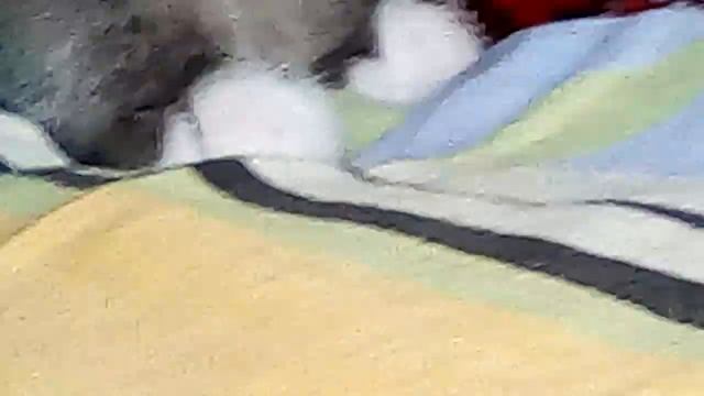 Котята вы во сне кусаетись? смотреть онлайн