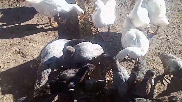 Линька у уток