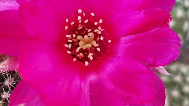 chamaecereus lila - cactus flower - kaktüs çiçekleri - adana - koleksiyon смотреть онлайн