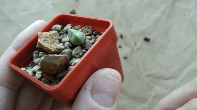 Пересадка конофитумов в минеральный субстрат / Conophytum To Mineral Substrate