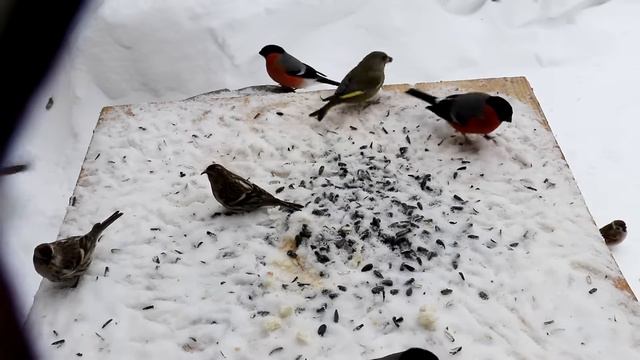 Фильм для кошек. Кошачьи игры, видео для котиков. Видео с птичками смотреть онлайн