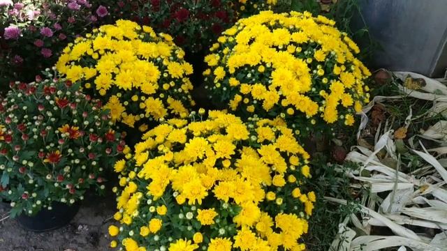 ХРИЗАНТЕМА МУЛЬТИФЛОРА В ГОРШКАХ. АВГУСТ 2019 смотреть онлайн