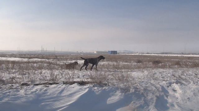 Дратхаары Дикси и Inkar Dala Zilt работают по куропаткам. смотреть онлайн