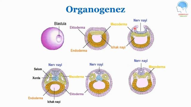 Ontogenez: Embrional Va Postembrional Rivojlanish | Онтогенез: Эмбрионал ва Постэмбрионал ривожлани
