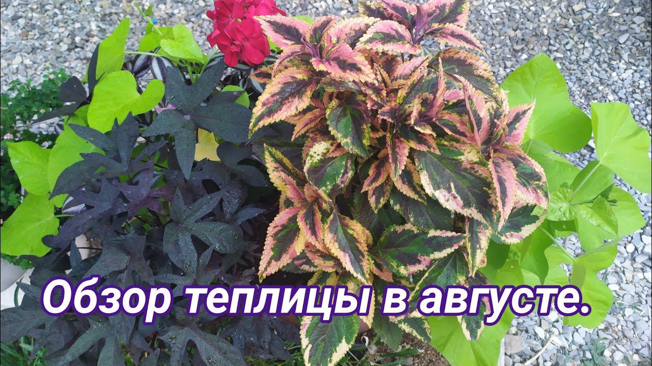 Обзор черенков и теплицы. Август 2019. смотреть онлайн