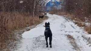 Кане Корсо и дворовые собаки