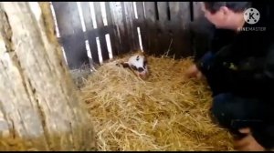 Отёл коровы/первые действия после отёла/кормление