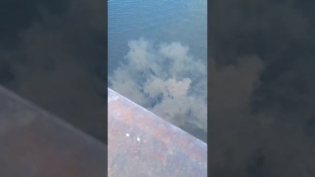 Щука или кто то подобный смотреть онлайн