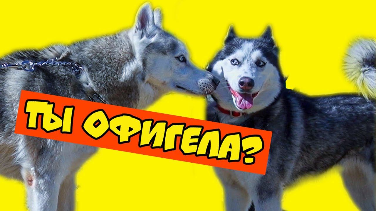 Любовница Бублика!! (Хаски Бандит) Говорящая собака смотреть онлайн
