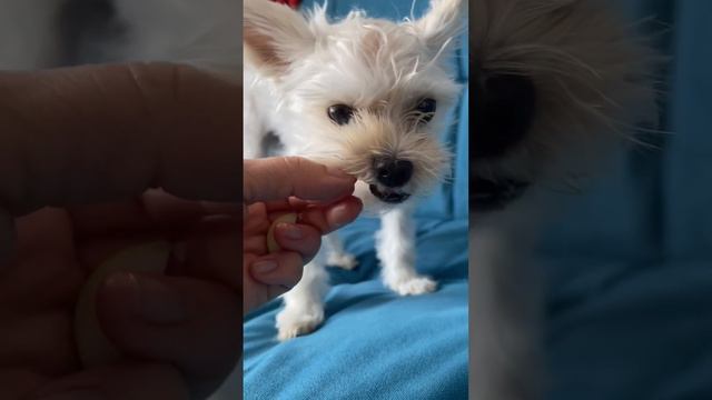 Йорк любит 🍏 смотреть онлайн