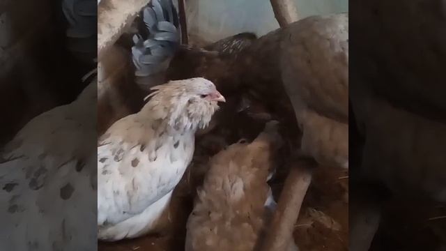 Амераукана племя, семья с Голубо- пшеничным Петрушей, и голубыми курочками и сплэш. смотреть онлайн