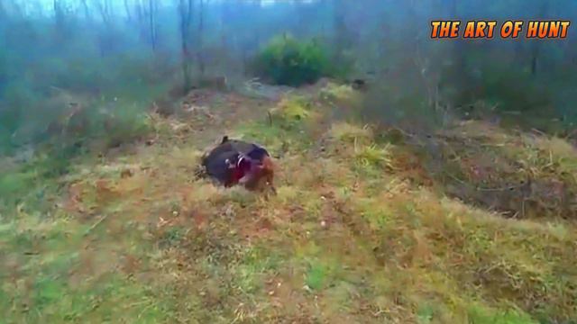 Wild boar hunting: exploratory techniques and methods смотреть онлайн