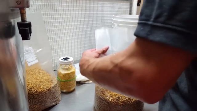 How To Make Mushroom Grain Spawn Soak No Simmer Preparation And Inoculation