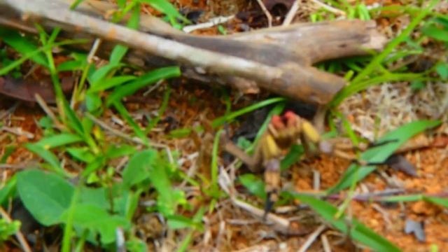 Phoneutria spider смотреть онлайн