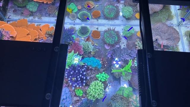 GERMAN REEF TANKS - "Designer Shallow Coral Reef" - 800 liter / 215 gallon aquarium смотреть онлайн