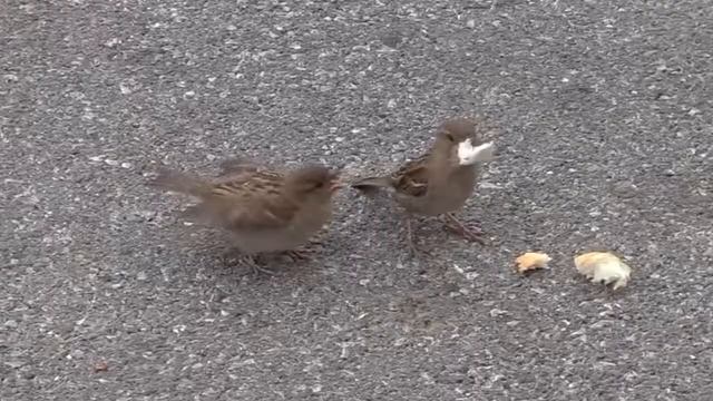 Слово не воробей, вылетит – не поймаешь смотреть онлайн