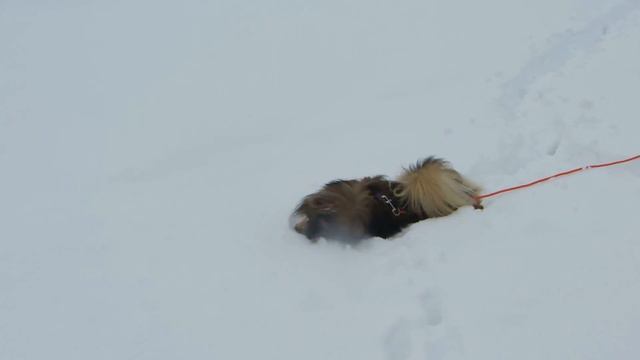 Пекинес играет в снегу.Pekingese play in snow смотреть онлайн