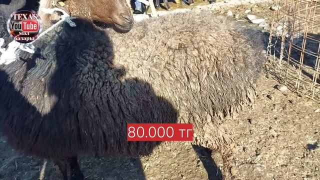 Қой, қошқар, қозы, ешкінің бағасы смотреть онлайн