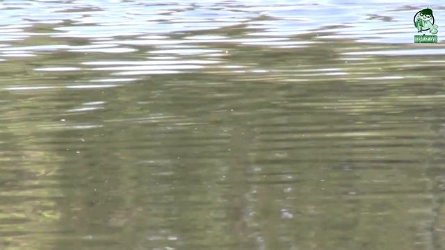 Пахра ПЕРВЫЕ признаки ЖИЗНИ смотреть онлайн