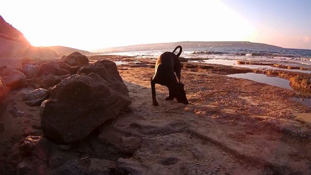A DAY at the beach with my Doberman! Sencor 3CAM 4K02W смотреть онлайн