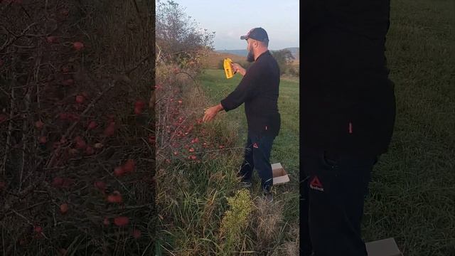 Лучший способ сбора шиповника смотреть онлайн