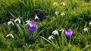 Экхарт Толле - 24. Воплощенное безмолвие, озвучивает Nikosho.mp4