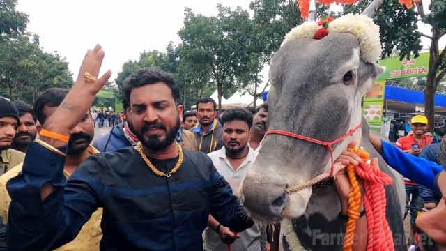 EKLAVYA Top Quality Hallikar Bull Facts by Varthur Santhosh at Krishi Mela 2021 Bangalore Karnataka смотреть онлайн