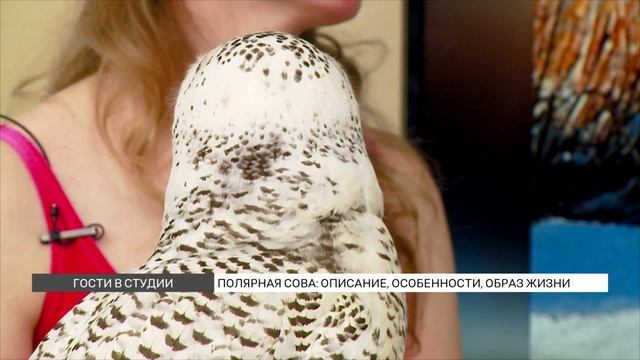 Полярная сова: особенности и образ жизни смотреть онлайн