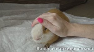 Последнее видео  морской свинки Нафани / Алиса Изи  Петс / Alisa Easy Pets