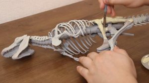Печатаем тиранозавра на 3Д принтере. Модель скелета для 3Д принтера.