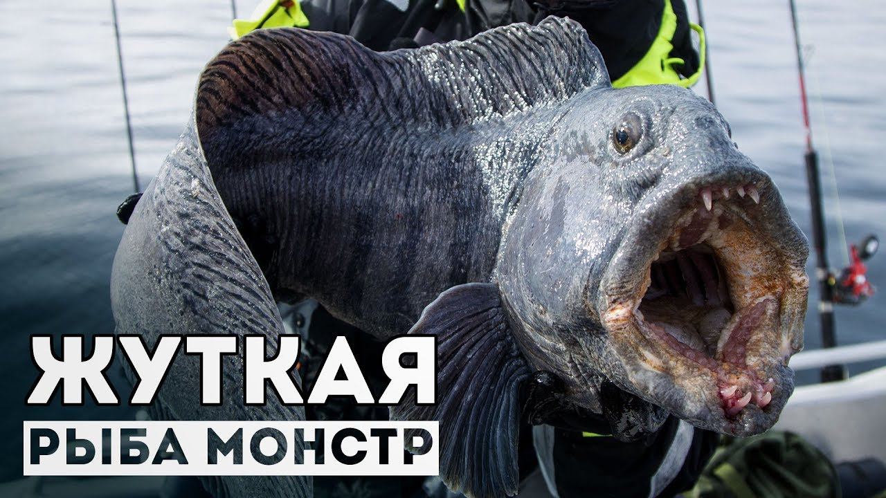 МОНСТРА поймали на спиннинг!!! Снасти здрасьте! смотреть онлайн