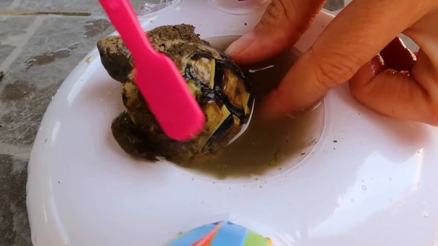 DAN ZA KUPANJE смотреть онлайн