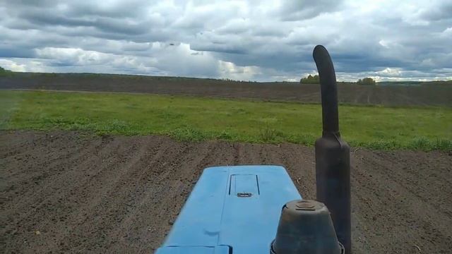 Трактор МТЗ 80. Первая обработка картофеля ( боронование). смотреть онлайн