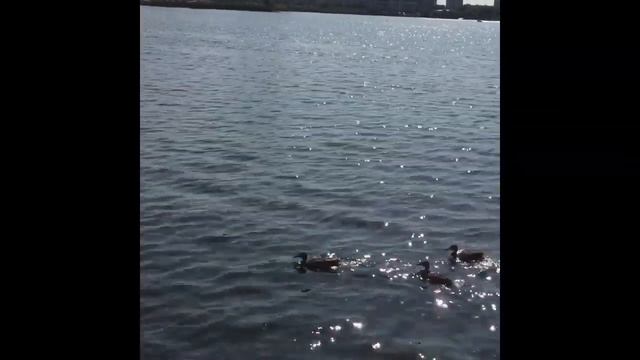 Russia. Tatarstan. Kazan. Lake Kaban. Казань, набережная озера Кабан смотреть онлайн