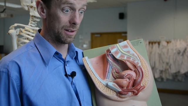 Female reproductive system - internal organs (part 1) смотреть онлайн