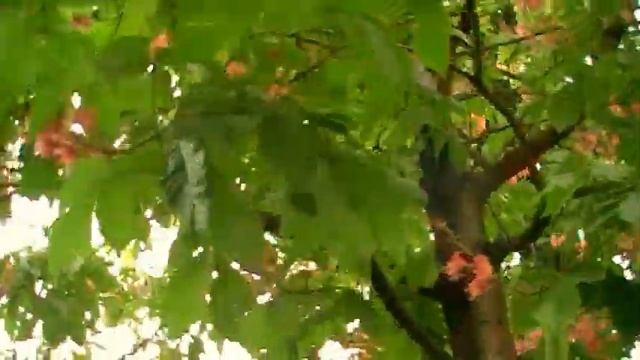 ЯРКО РОЗОВЫЙ КАШТАН - ЧУДО НЕОБЫКНОВЕННОЕ 21.05.2017 смотреть онлайн