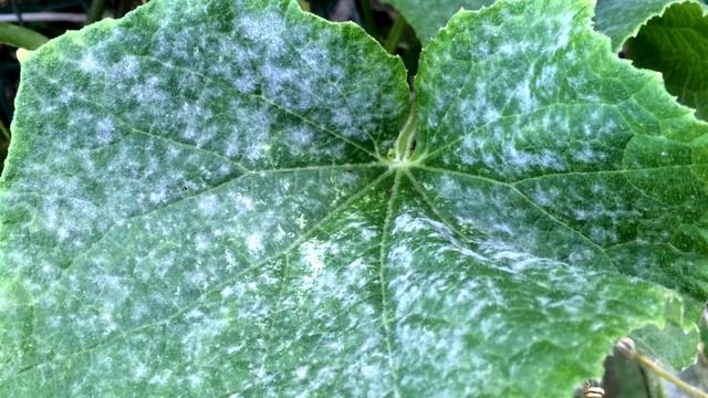 БРЫЗНУЛА НА ОГУРЧИКИ, АЙ КАК ПОМЕЛО УРОЖАЙ ЗАВАЛИЛ ОГОРОД, ОГУРЦОВ ПОЛНО И УШЛА МУЧНИСТАЯ РОСА смотреть онлайн