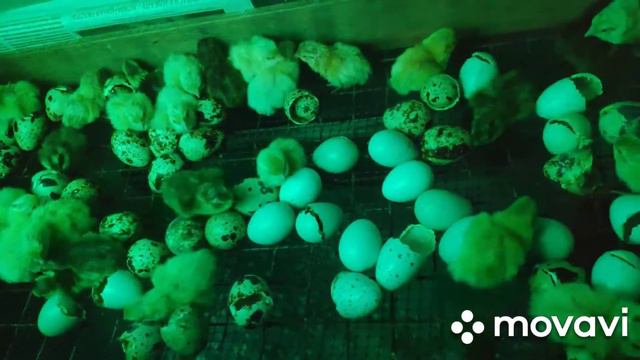Продам перепелят смотреть онлайн