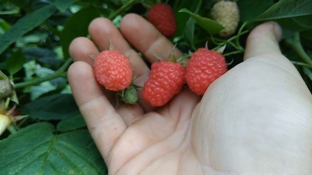 Малина Маравилла во всей своей красе смотреть онлайн