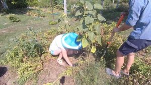 Супер урожайный сорт картошки БЕЛЬМОНДА