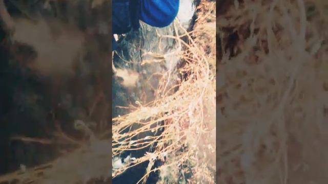 Нашли череп быка смотреть онлайн