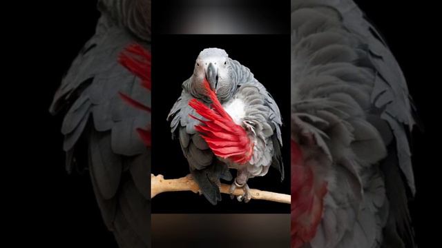 Песня В.Высоцкого "Случай в Африке". смотреть онлайн