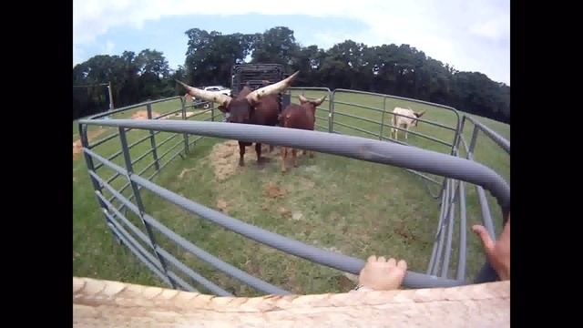 Watusi Bull Jumps Out of Corral смотреть онлайн