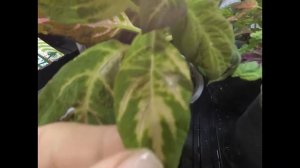 МУЧНИСТЫЙ ЧЕРВЕЦ НА КОЛЕУСАХ. КАК ИЗБАВИТЬСЯ ЗА ОДНУ ОБРАБОТКУ? МЕРЫ ДЛЯ УНИЧТОЖЕНИЯ ВРЕДИТЕЛЯ.