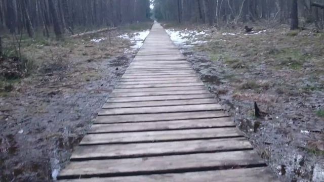 Деревянная тропинка по болоту смотреть онлайн
