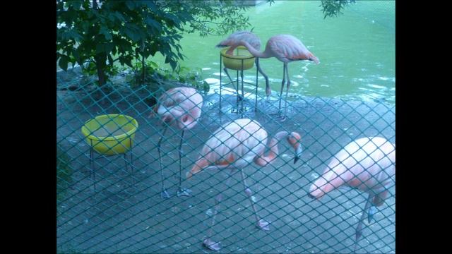 Новосибирский зоопарк 2 27 07 2019 смотреть онлайн