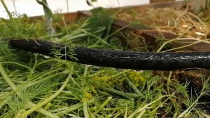 Капельный полив: шланг Самосочащийся