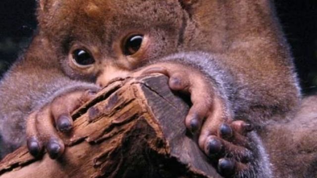 Potto Facts  Interesting Facts About Potto  Facts About Potto